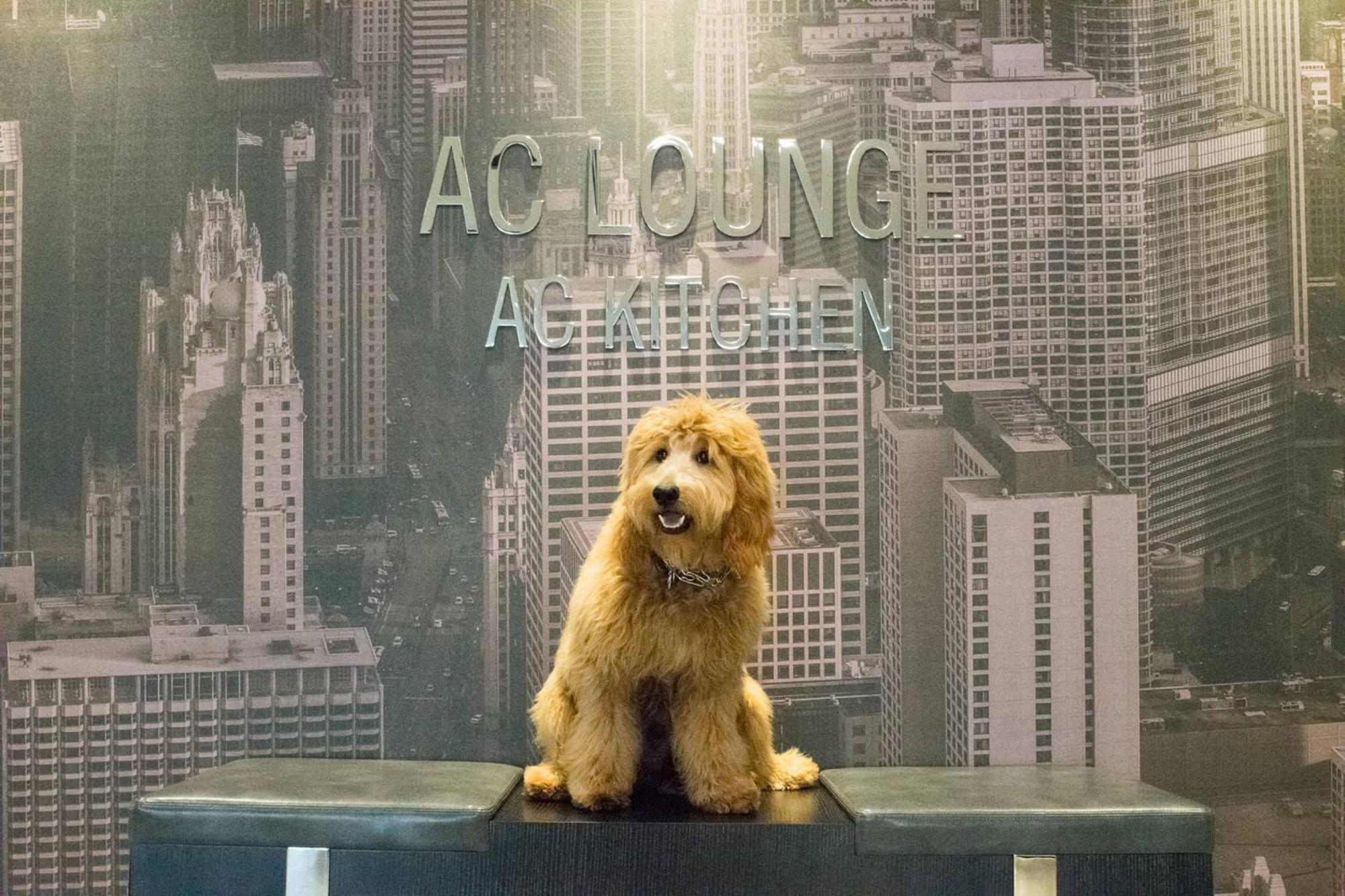 Ac Downtown 4* Chicago